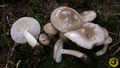 Hygrophorus agathosmus